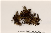 藏品(疏緣毛腎島衣)的圖片